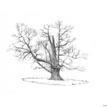 Illustrations jardins nantais - Parc de la Chantrerie - Châtaignier